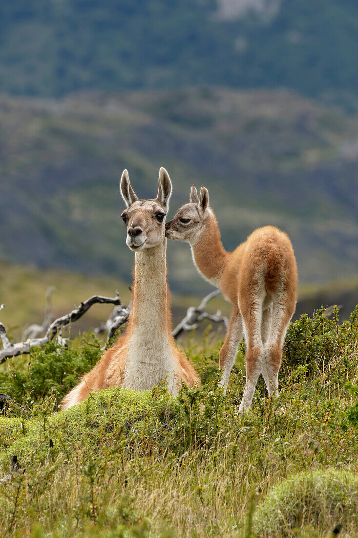 Guanako und Baby (Lama Guanaco), Anden, Nationalpark Torres del Paine, Chile. Patagonien