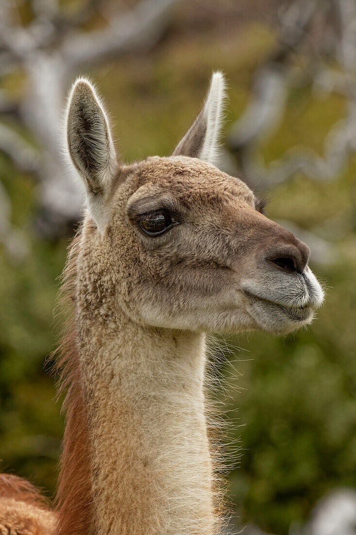 Guanaco portrait, Torres del Paine National Park, Chile. Patagonia