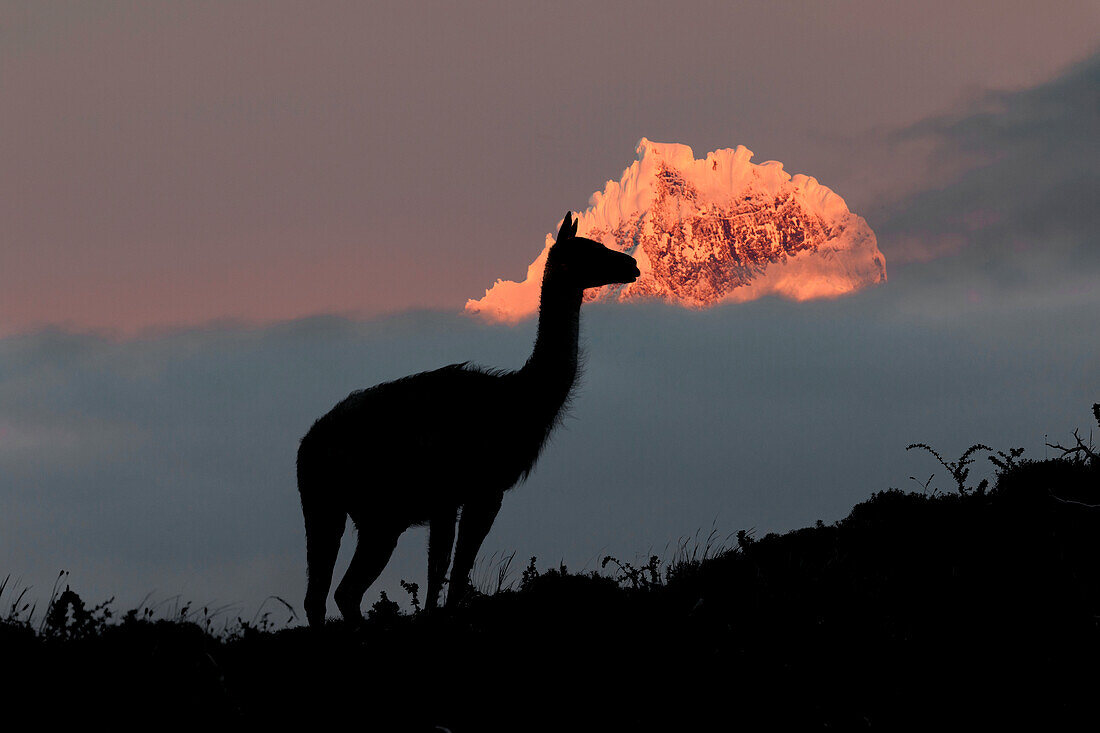 Guanaco portrait, Torres del Paine National Park, Chile. Patagonia