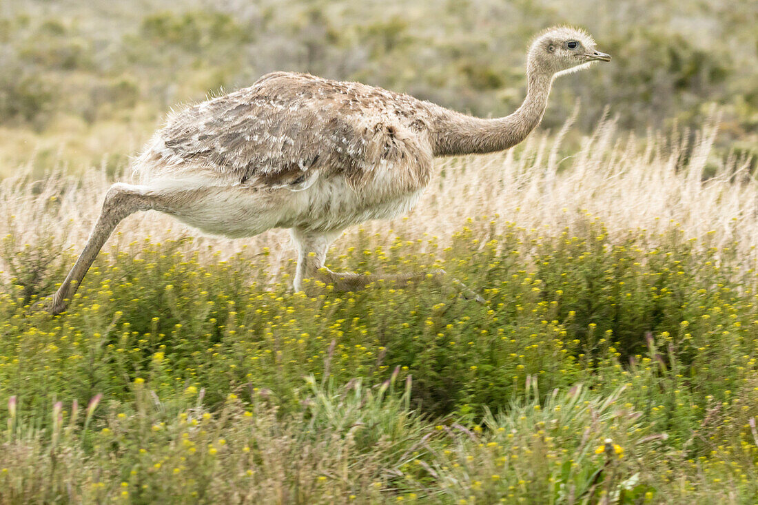 Chile, Patagonien. Rhea läuft