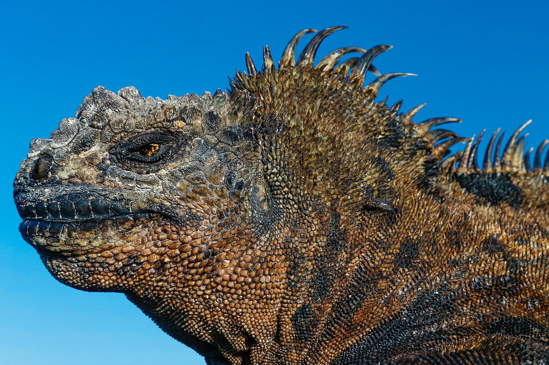 Marine Iguana, Galapagos Islands, Ecuador