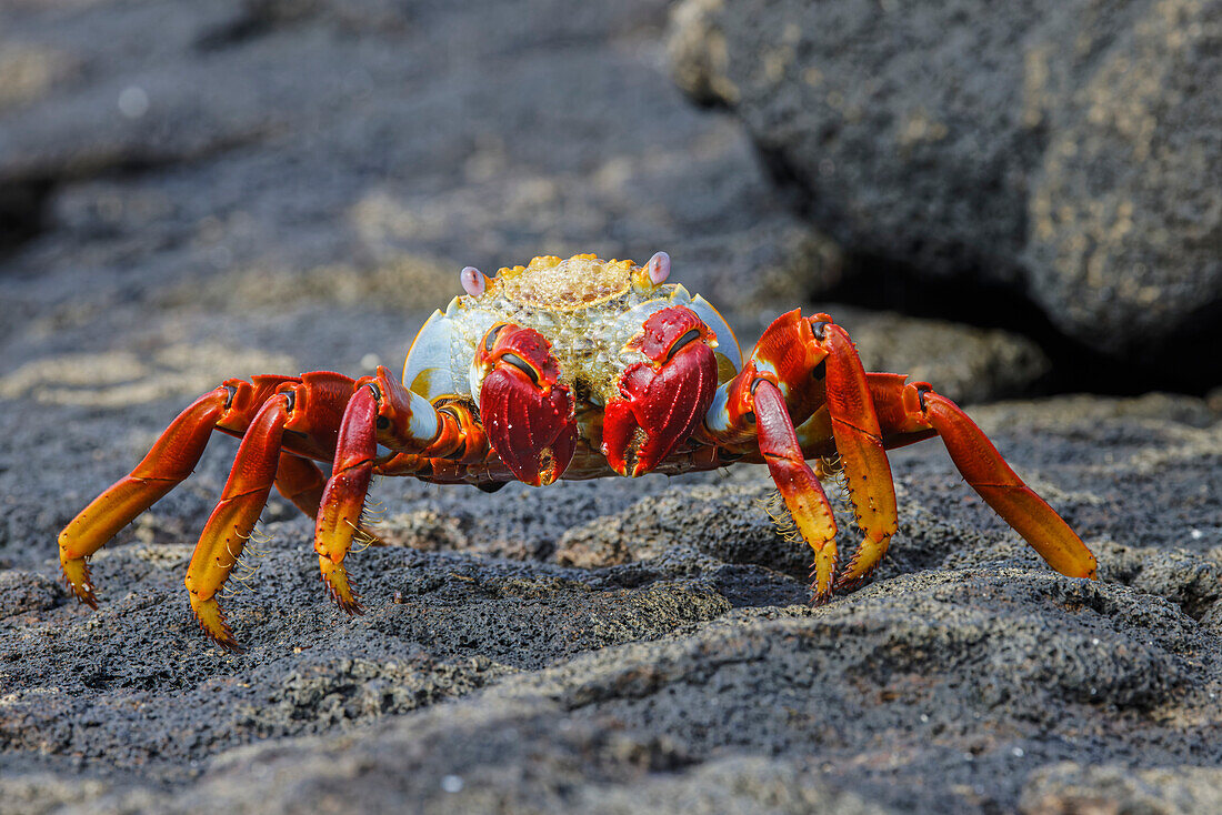 Sally Leichtfußkrabbe. Insel Floreana, Galapagos-Inseln, Ecuador.