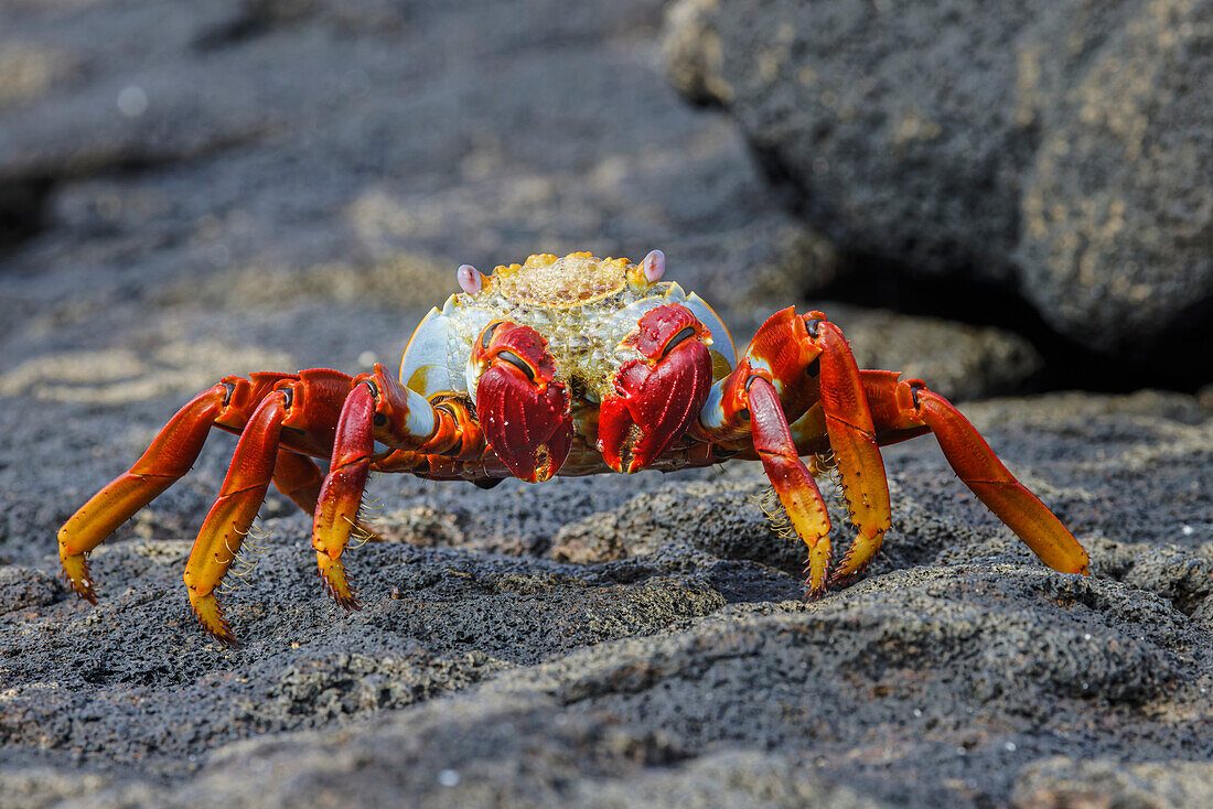 Sally lightfoot crab. Floreana Island, Galapagos Islands, Ecuador.