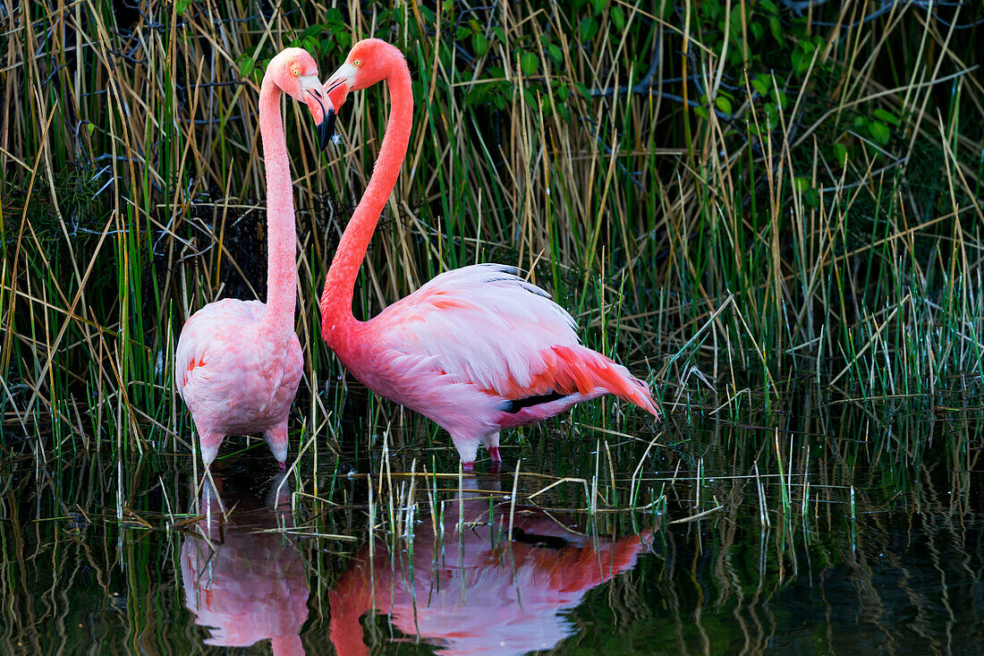 Ecuador, Galapagos-Inseln, Isabela, Punta Moreno, Rosaflamingo (Phoenicopterus ruber). Zwei größere Flamingos im Schilf der Doline im Lavafeld.