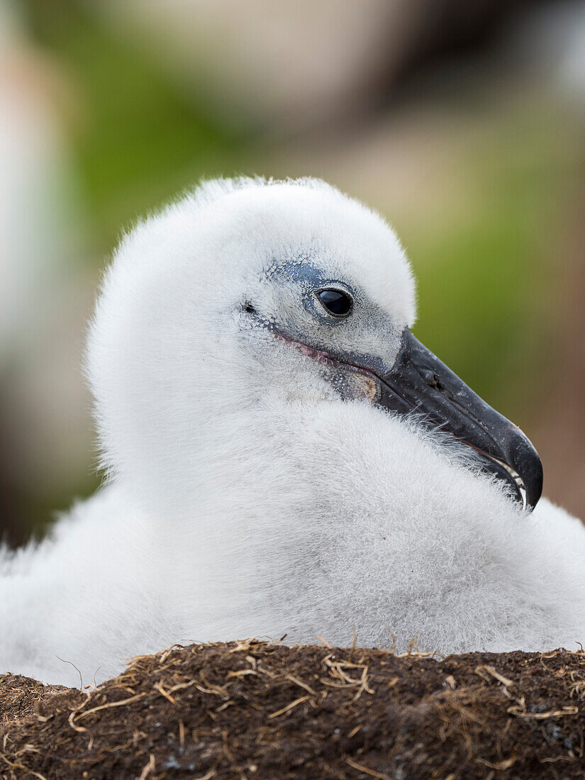 Black-browed albatross chick on tower-shaped nest, Falkland Islands.