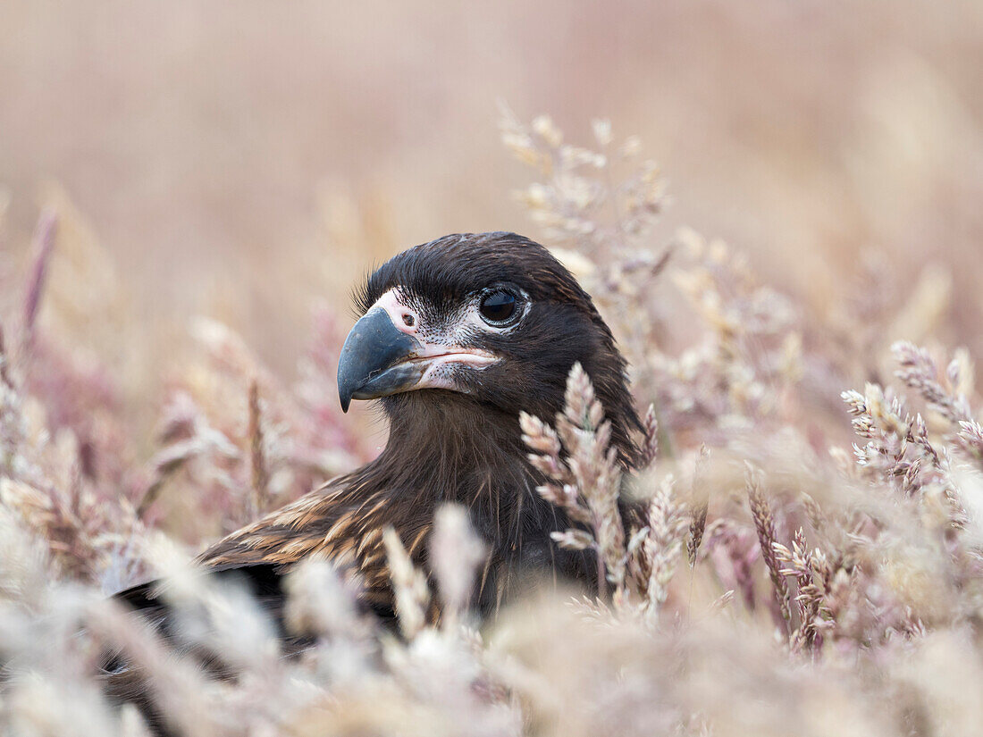 Juvenile striated caracara, protected, endemic to the Falkland Islands.