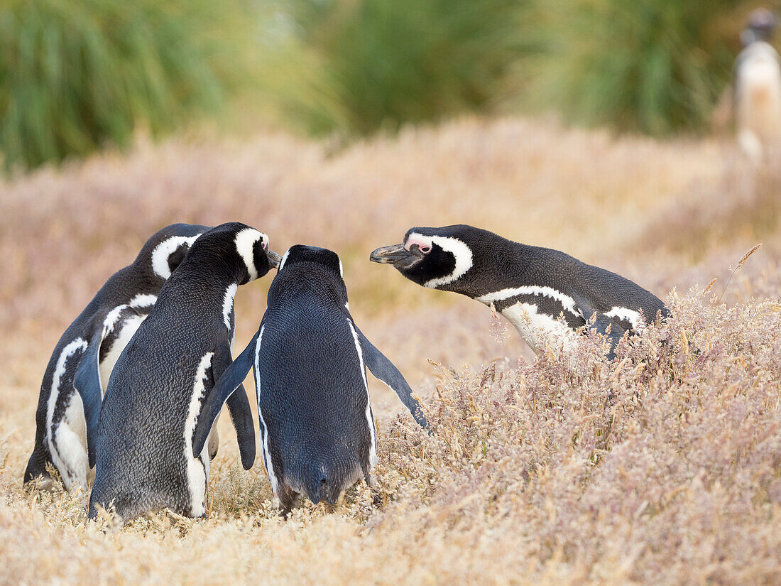 Magellanic Penguin social interaction and behavior in a group, Falkland Islands.