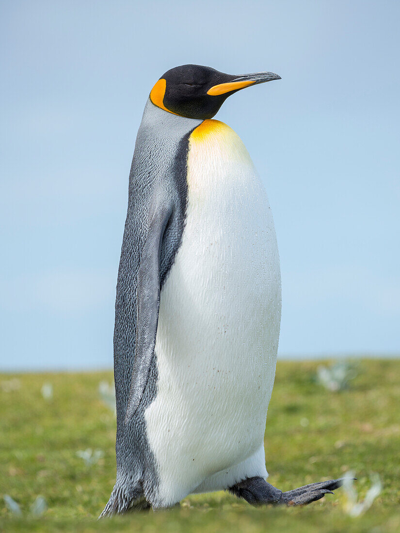 Königspinguin, Falklandinseln.