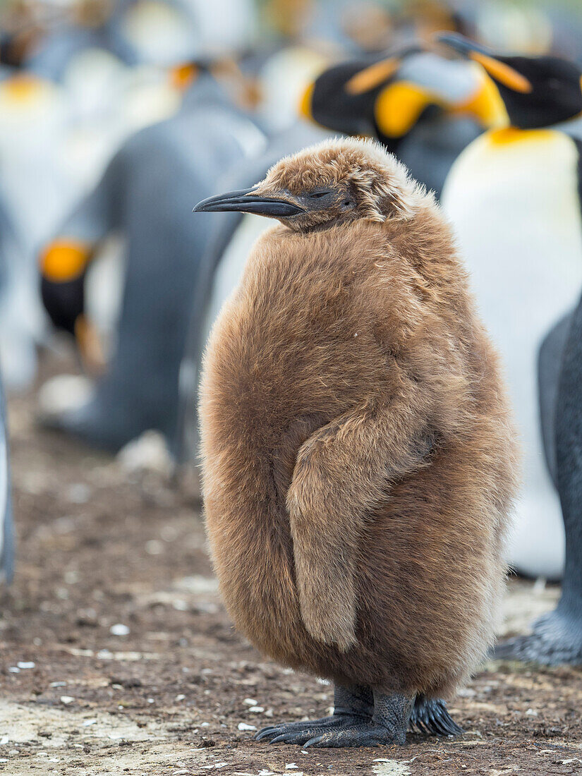 Königspinguin-Küken mit braunem Gefieder, Falklandinseln.