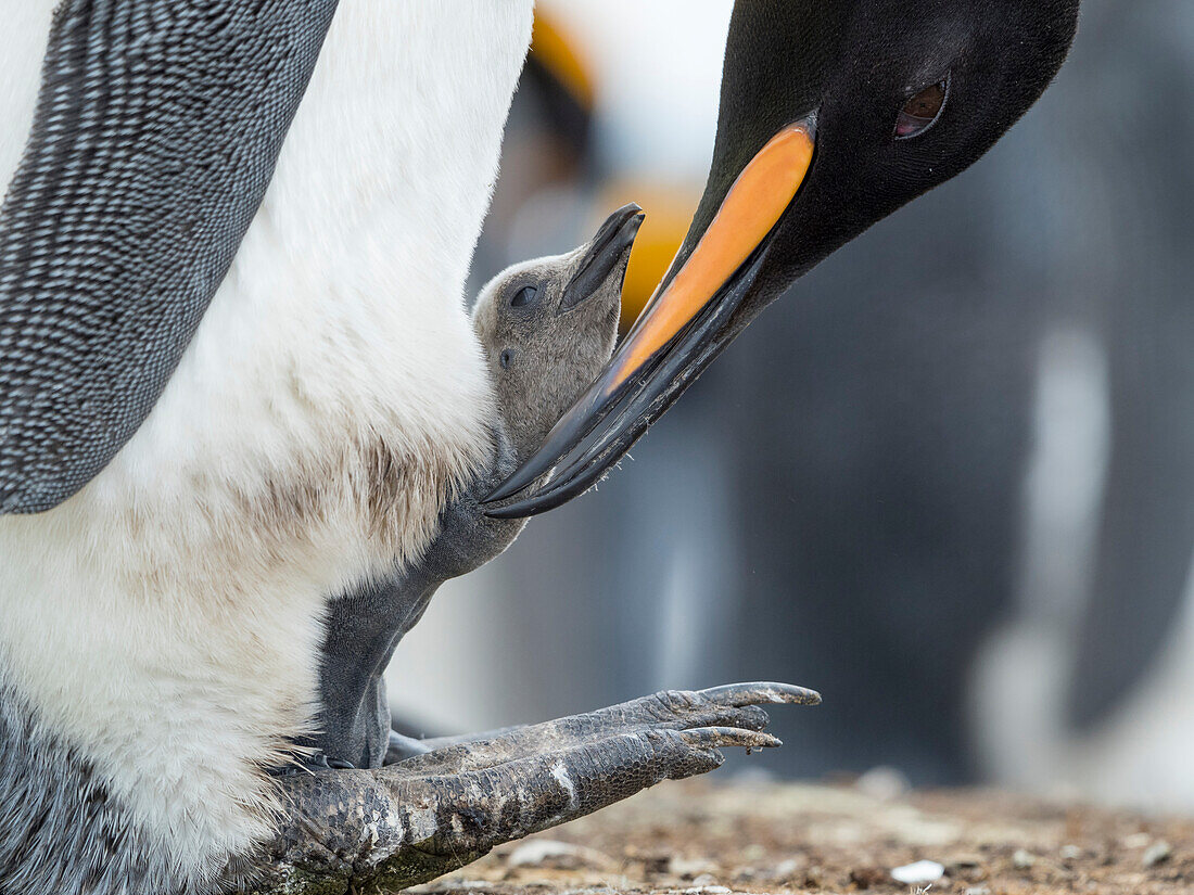 Königspinguin-Küken balanciert auf den Füßen eines Elternteils, Falklandinseln.
