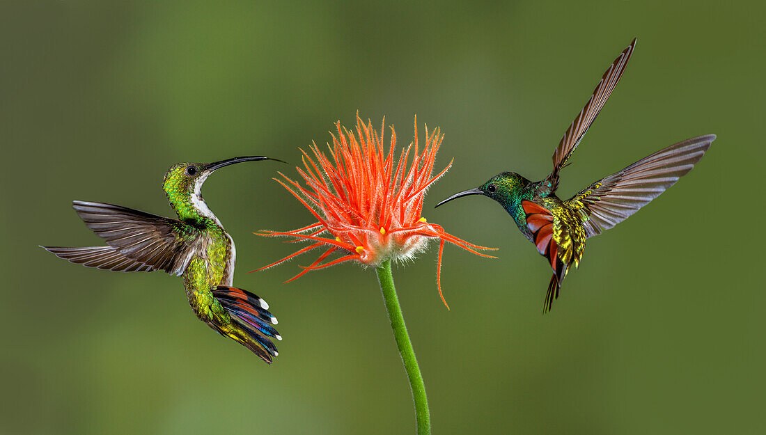 Männliche und weibliche Green breasted Mango Kolibris fliegen, Costa Rica