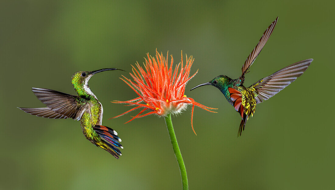 Male and female Green breasted Mango hummingbirds flying, Costa Rica