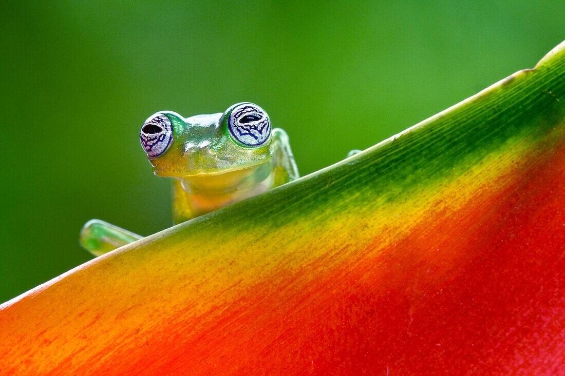 Ghost Glass Frog, Costa Rica