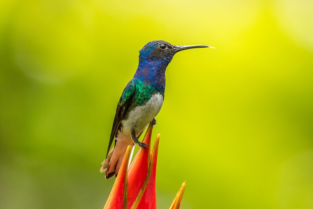 Costa Rica, Tal des Flusses Sarapiqui. Männlicher Weißhalsjakobin auf Heliconia