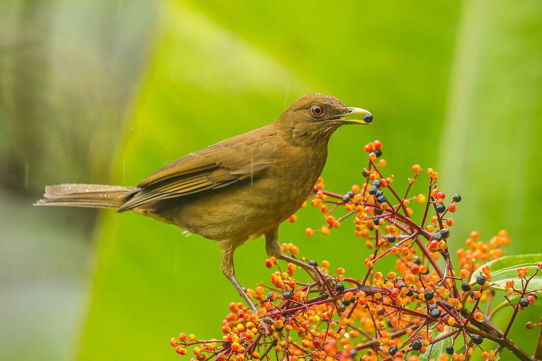 Costa Rica, Arenal. Clay-colored thrush feeding