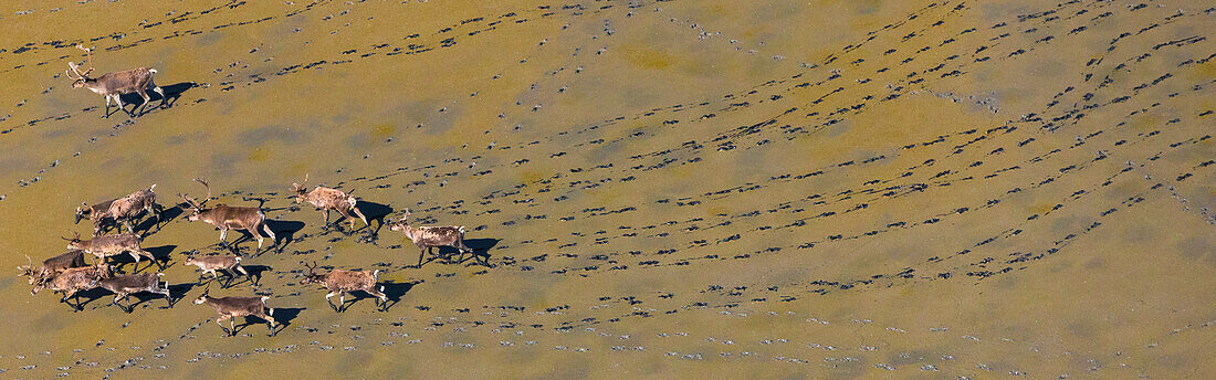 Caribou leaving tracks in mud, Alaska, USA