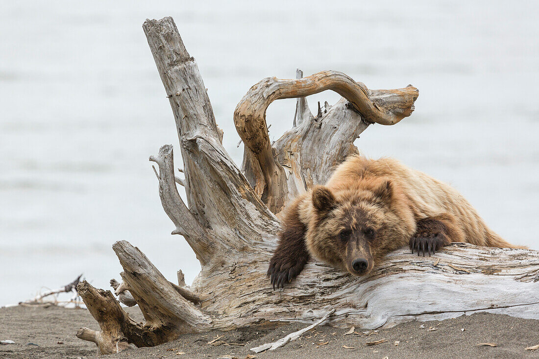 Coastal Grizzly Bear (Ursus Arctos) Hangs out on a tree stump, Alaska.