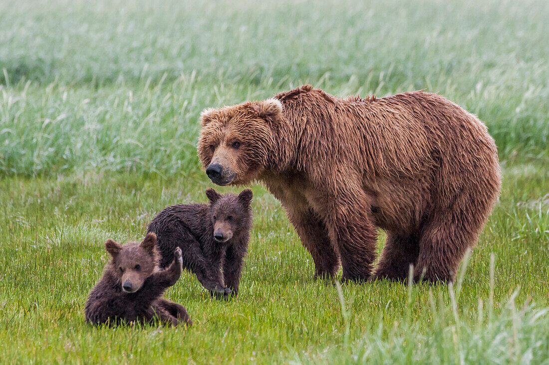 USA, Alaska, Katmai National Park, Hallo Bay. Coastal Brown Bear, Grizzly, Ursus Arctos. Mother grizzly bear with twin cubs playing in the sedges.