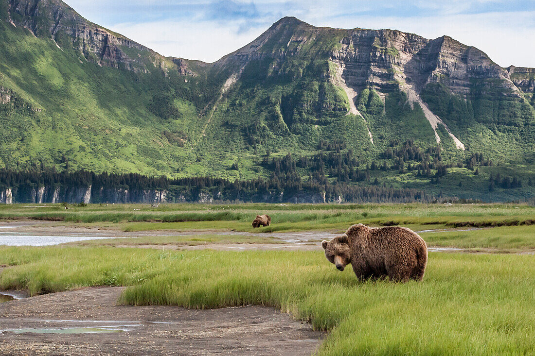 USA, Alaska, Katmai-Nationalpark, Hallo Bay. Küstenbraunbär, Grizzly, Ursus Arctos. Grizzlybären fressen Seggen in einem Salzwassersumpf.