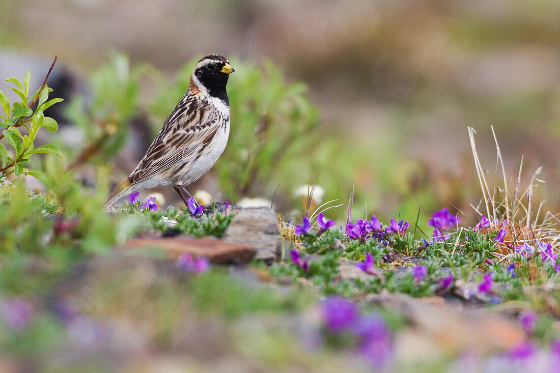 Lappland Longspur, Tundra-Farbe