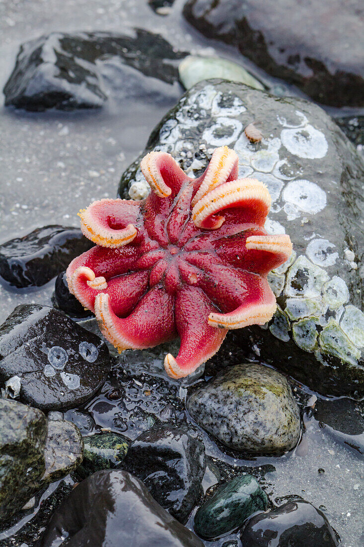 USA, Alaska. Rose Seestern auf Felsen bei Ebbe ausgesetzt.
