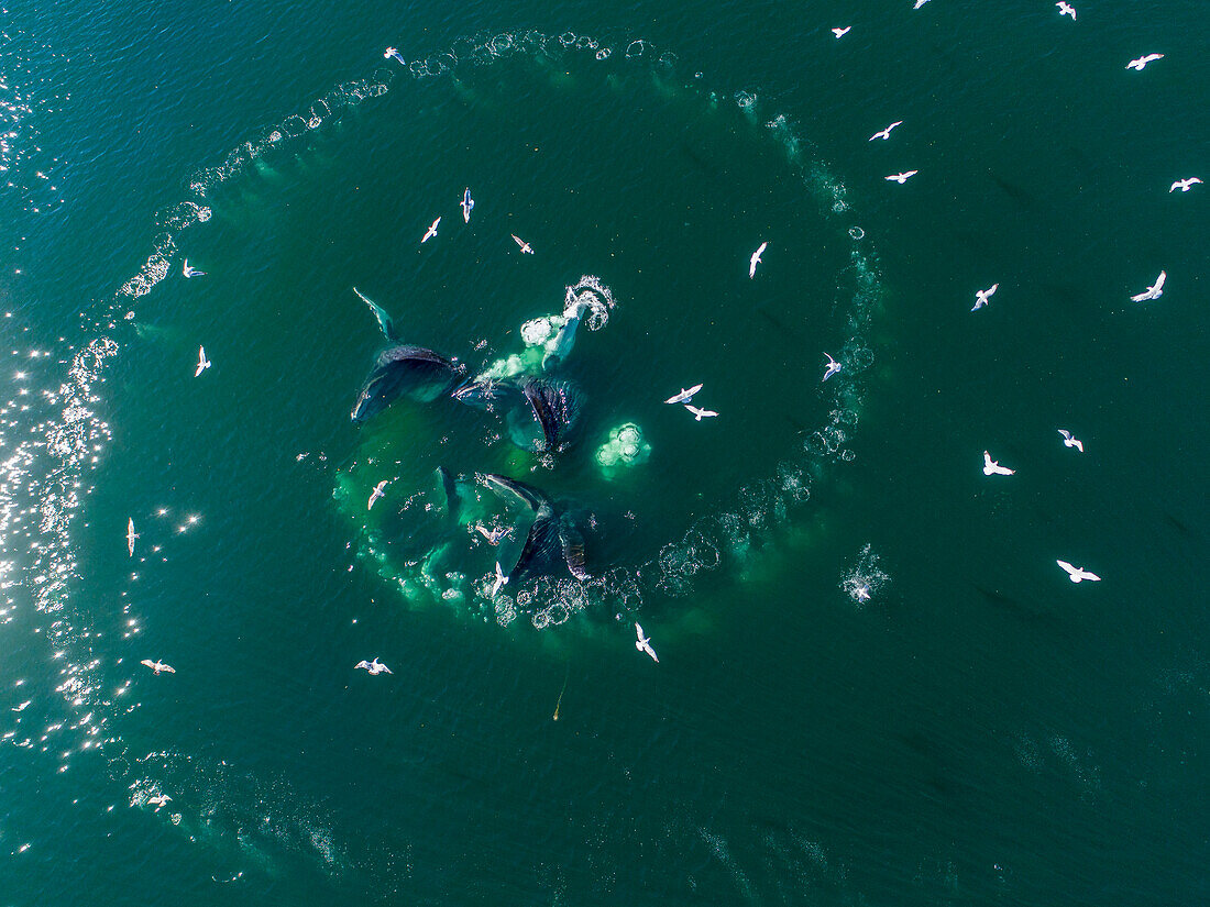 USA, Alaska, Luftaufnahme von Buckelwalen (Megaptera novaeangliae), die sich an der Oberfläche des Frederick Sound stürzen, während sich das Blasennetz am Sommernachmittag von Heringsschwärmen ernährt