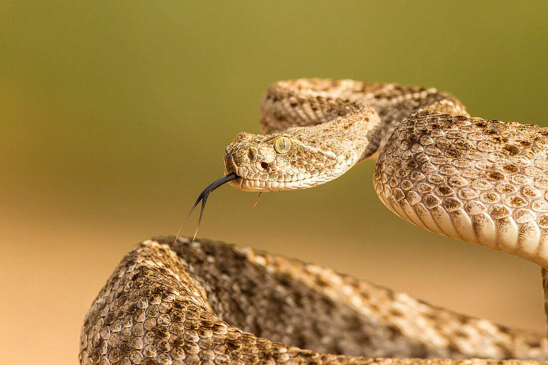 USA, Arizona, Santa Cruz County. Close-up of coiled western diamondback rattlesnake
