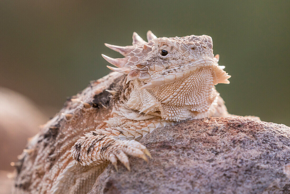 USA, Arizona, Santa Cruz County. Regal horned lizard on rock