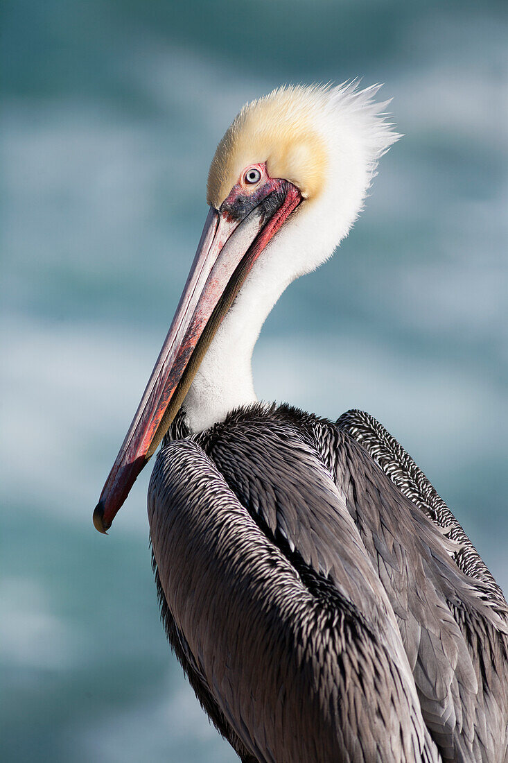 USA, California, La Jolla. Young brown pelican portrait