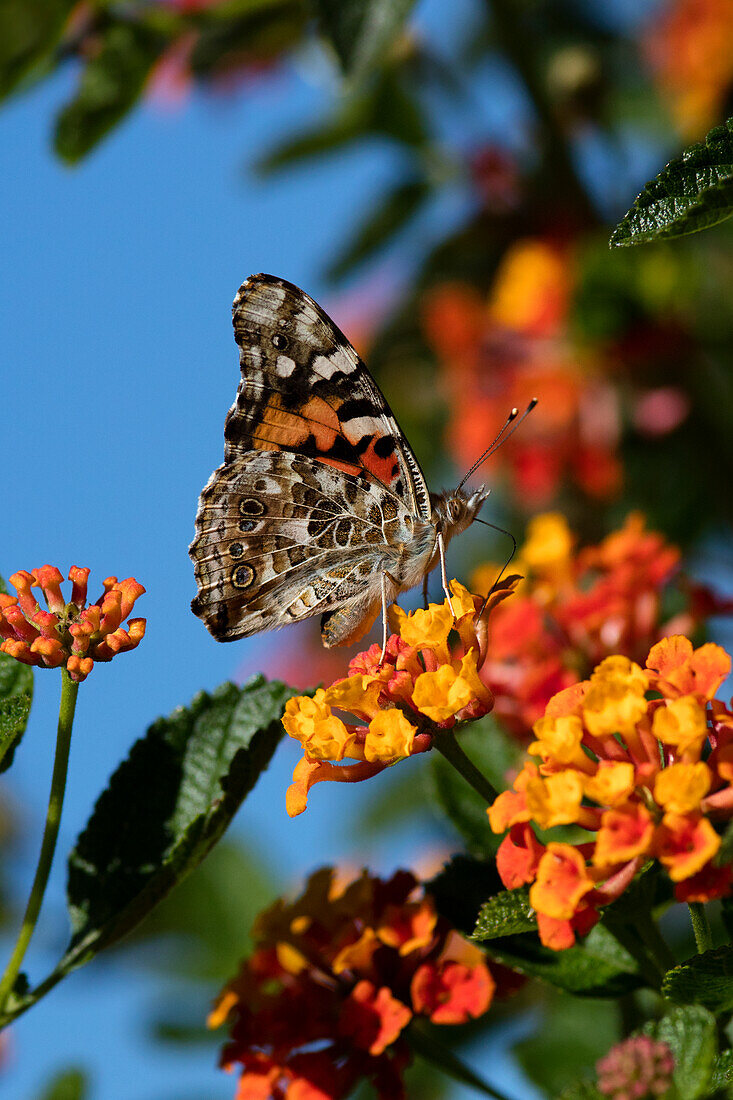 USA, California. Painted lady butterfly on lantana flowers