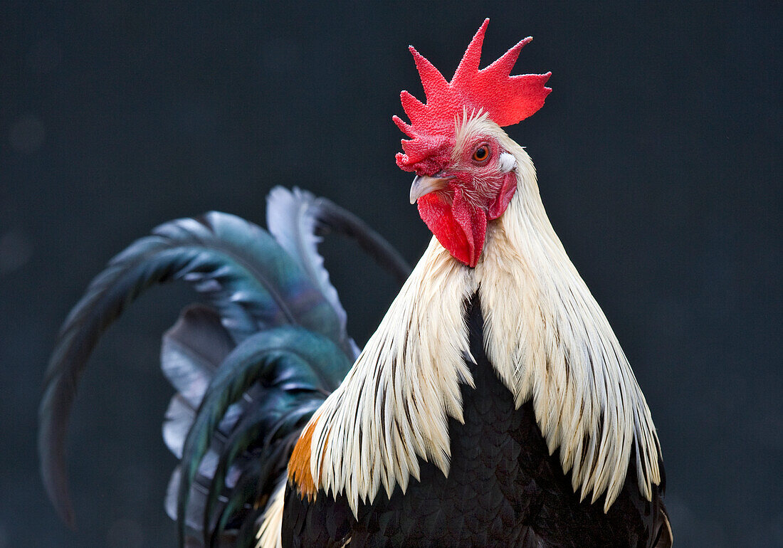 USA, California. Close-up of rooster