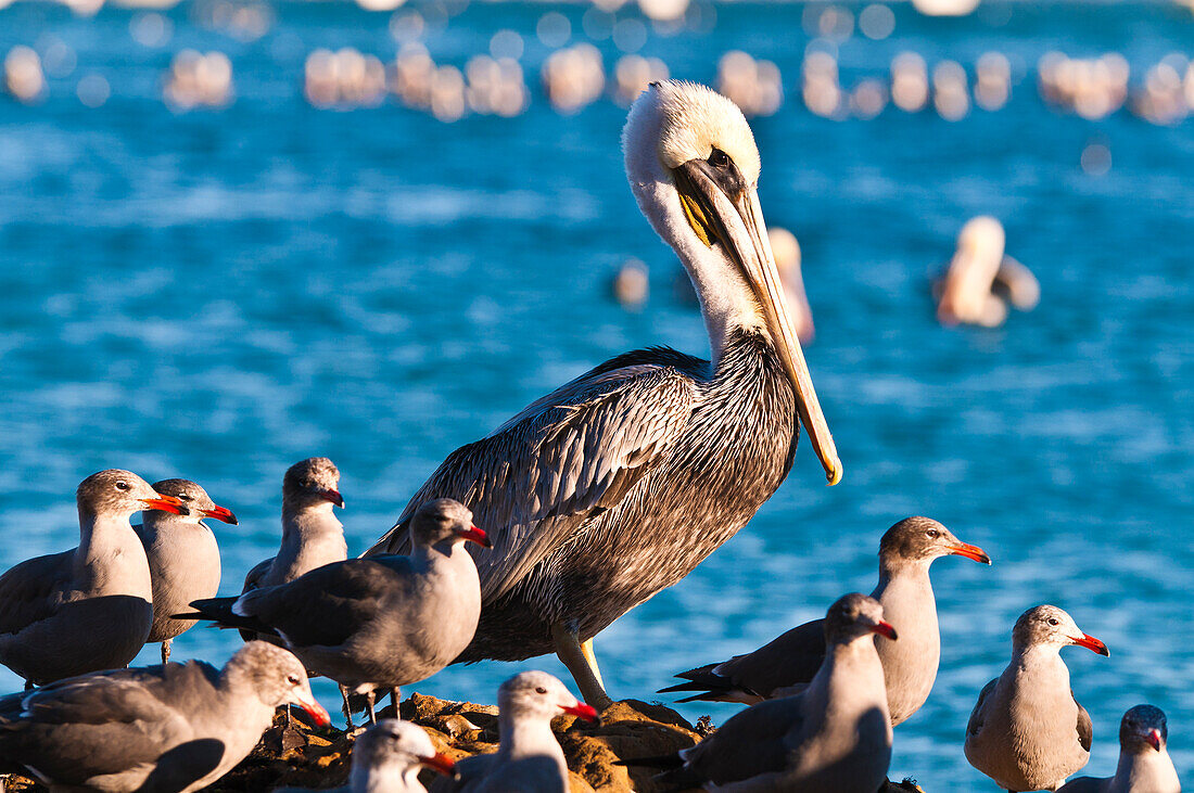 California brown pelicans (Pelecanus occidentalis), Avila Beach, California, USA