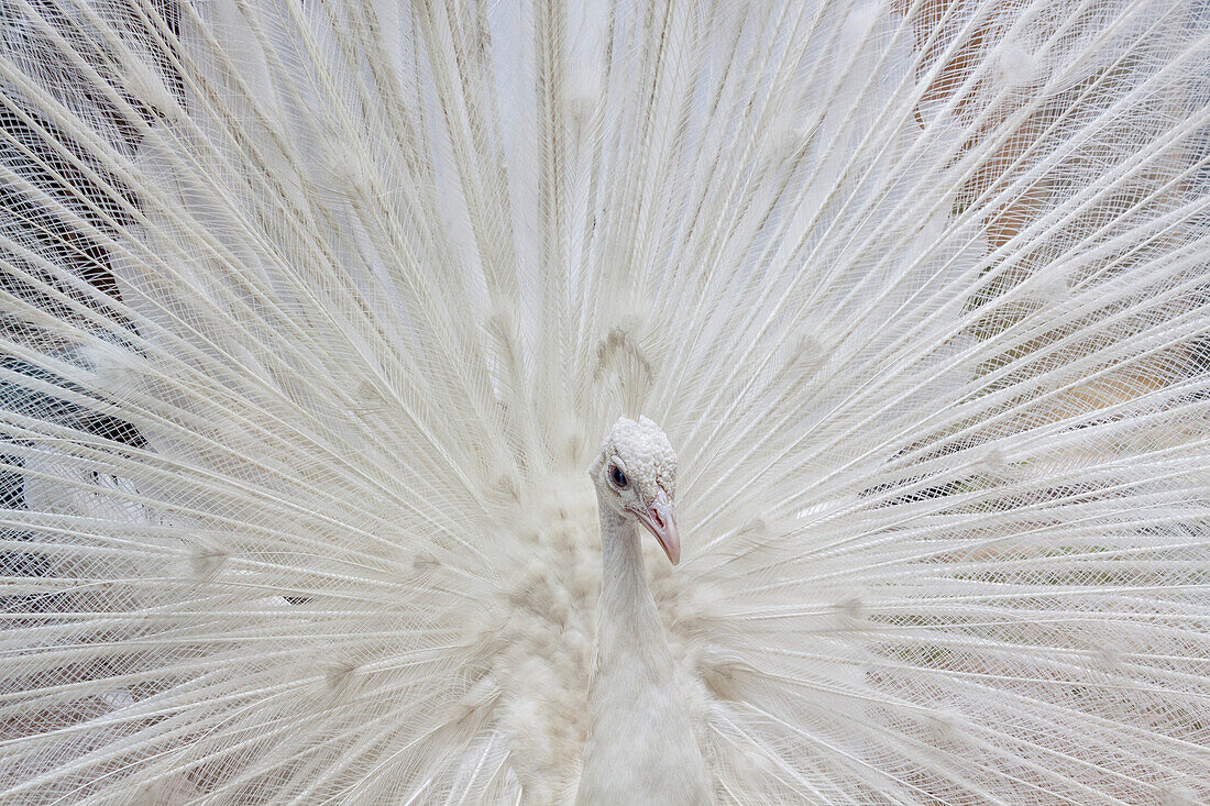 USA, Fla, weißer Pfau im Zuchtkleid.