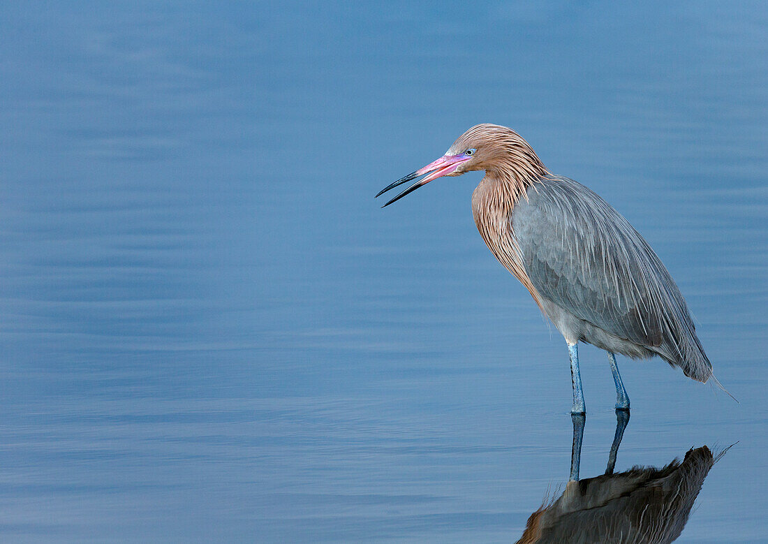 Rötlicher Reiher, Egretta saniert, Merritt Island National Wildlife Refuge, Florida, USA