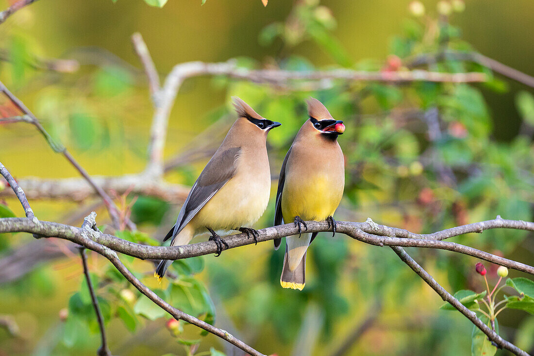 Zedernseidenschwänze (Bombycilla cedrorum) tauschen Beeren in Serviceberry Bush aus