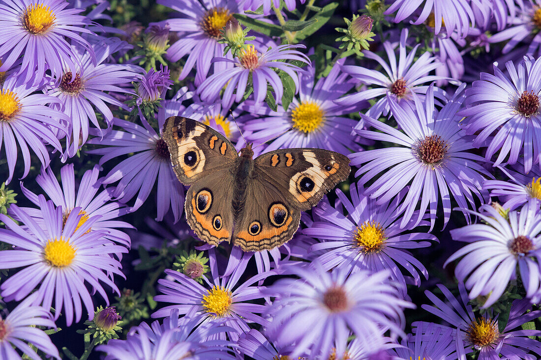 Common Buckeye (Junonia Coenia) on Frikart's Aster (Aster frikartii) Marion County, Illinois