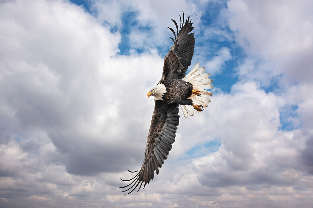 Balk Eagle auf der Suche nach Beute
