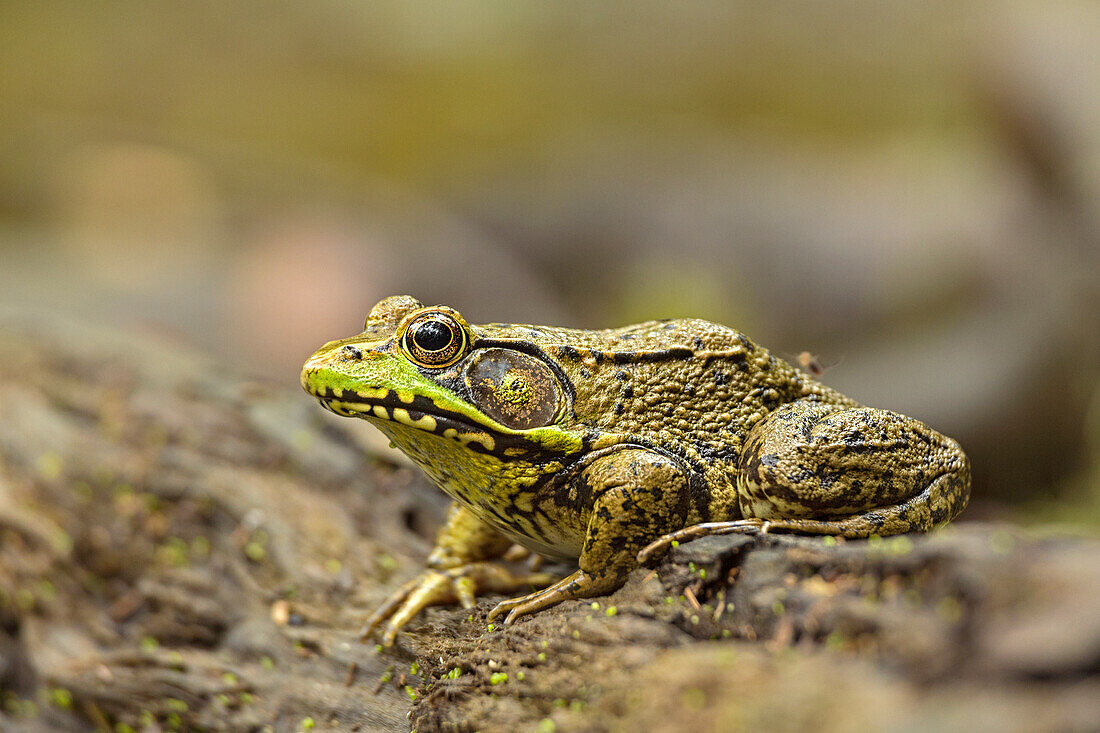 Südlicher Leopardenfrosch, Rana sphenocephala, Kentucky