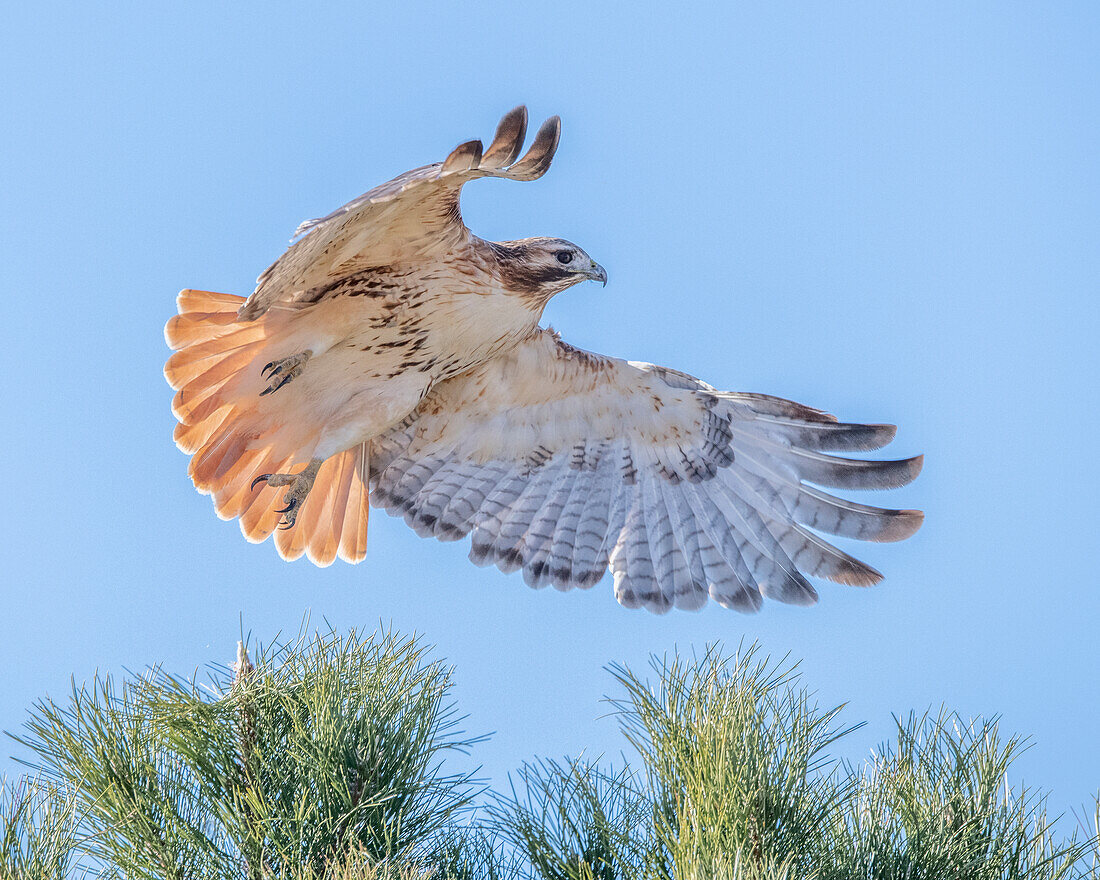 Red-tailed hawk clipping the trees
