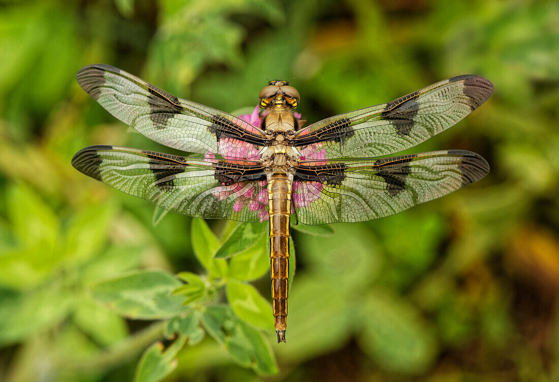 Green-Eyed Skimmer Libelle oder Smaragd, ruht auf Kleeblume, Kentucky