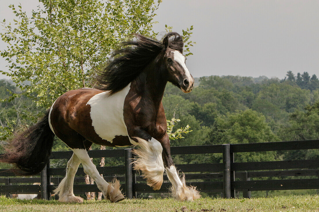 Gypsy Vanner Horse running, Crestwood, Kentucky