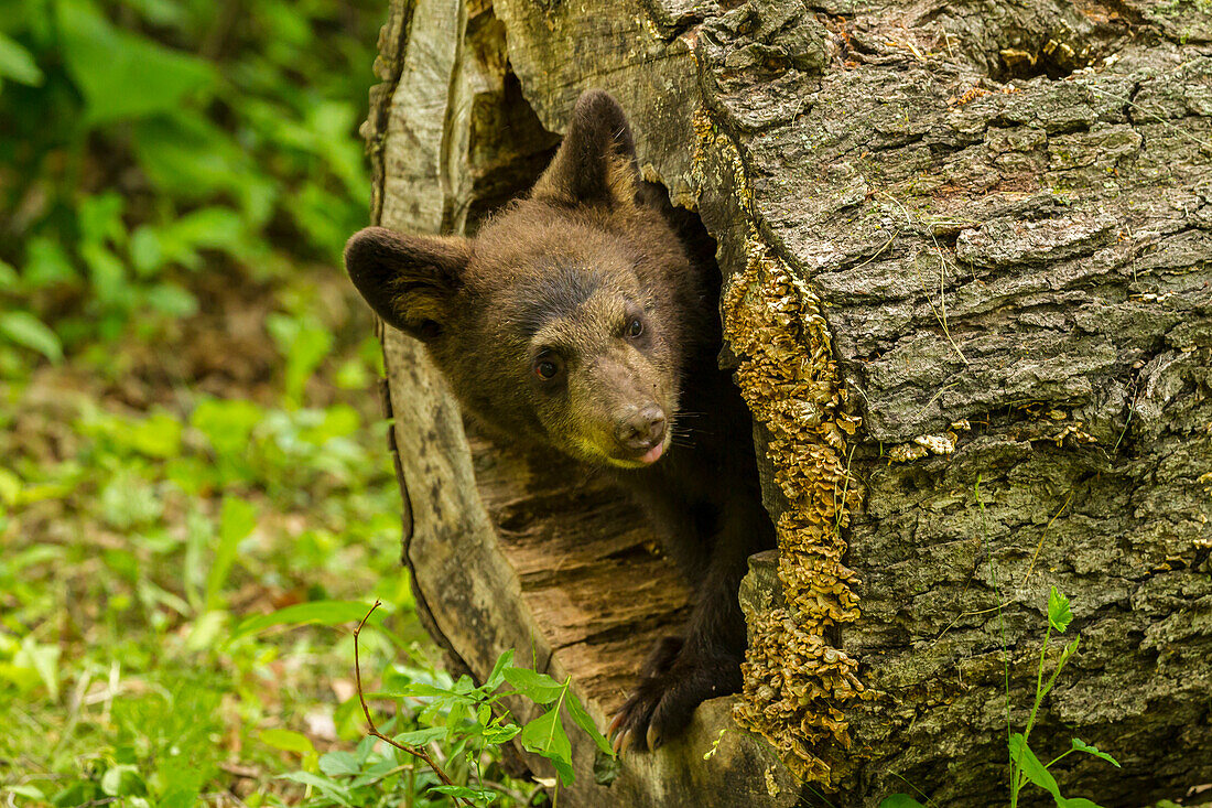 USA, Minnesota, black bear cub, captive