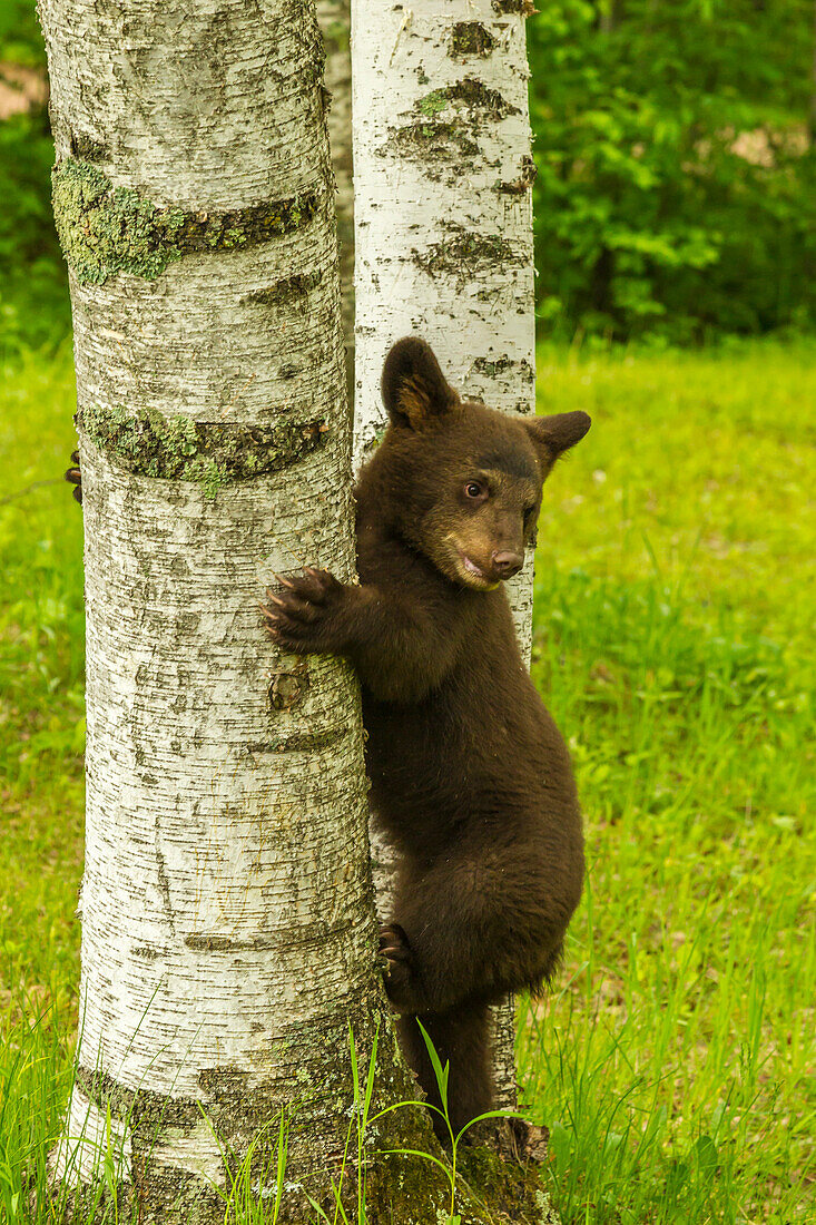 USA, Minnesota, black bear cub climbing tree, captive