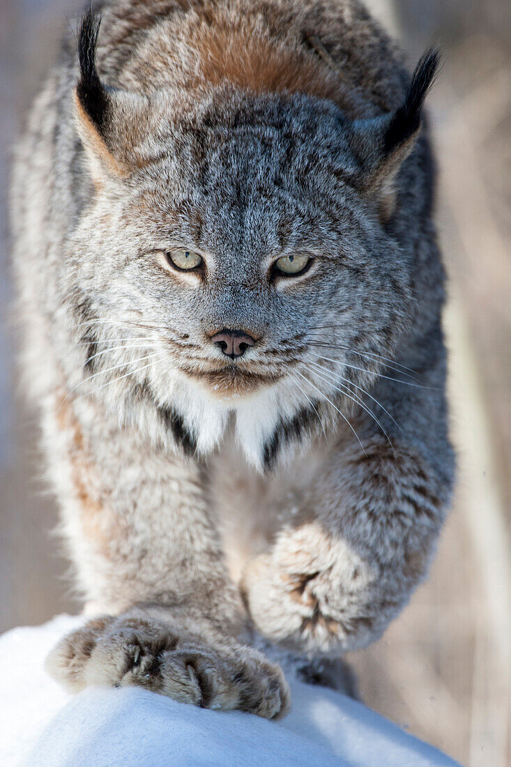 USA, Minnesota, Sandstein. Luchs zu Fuß