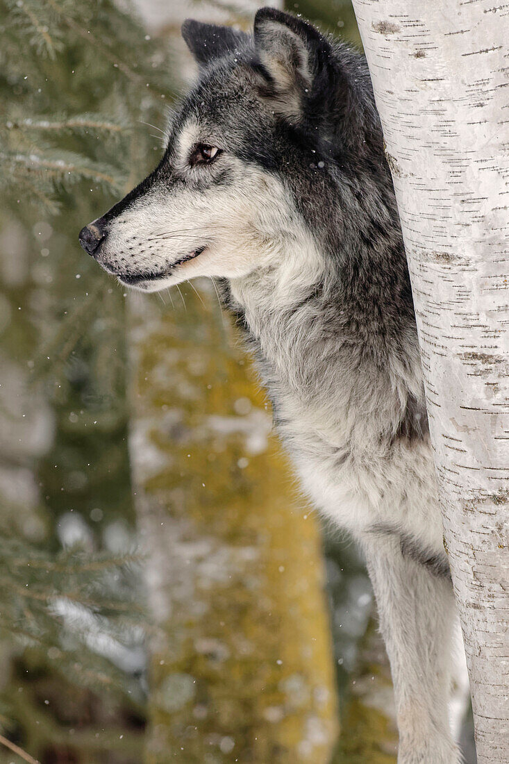 Grauer Wolf oder Timberwolf im Winter (Captive) Canis lupus, Montana