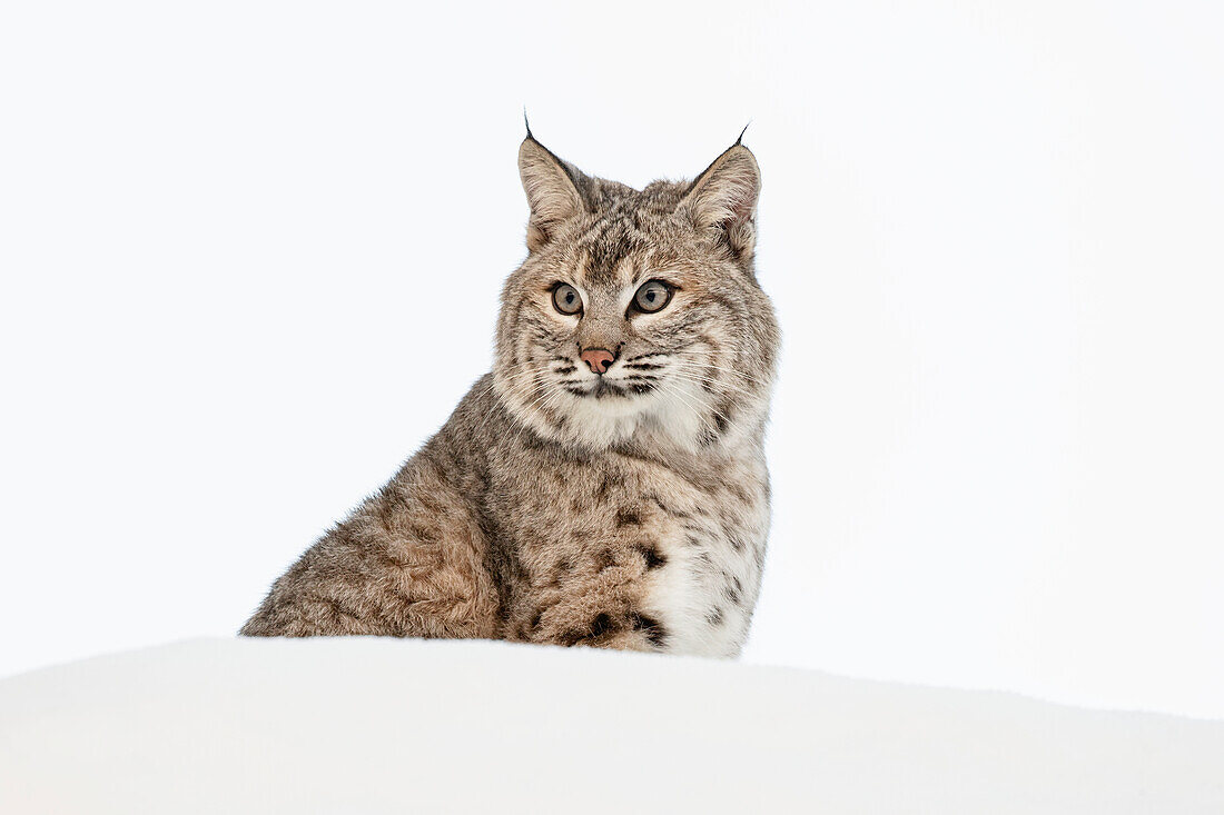 Bobcat in snow (Captive) Montana. Lynx Rufus