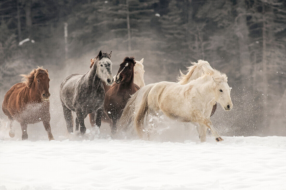 Horse roundup in winter, Kalispell, Montana, Equus ferus caballus