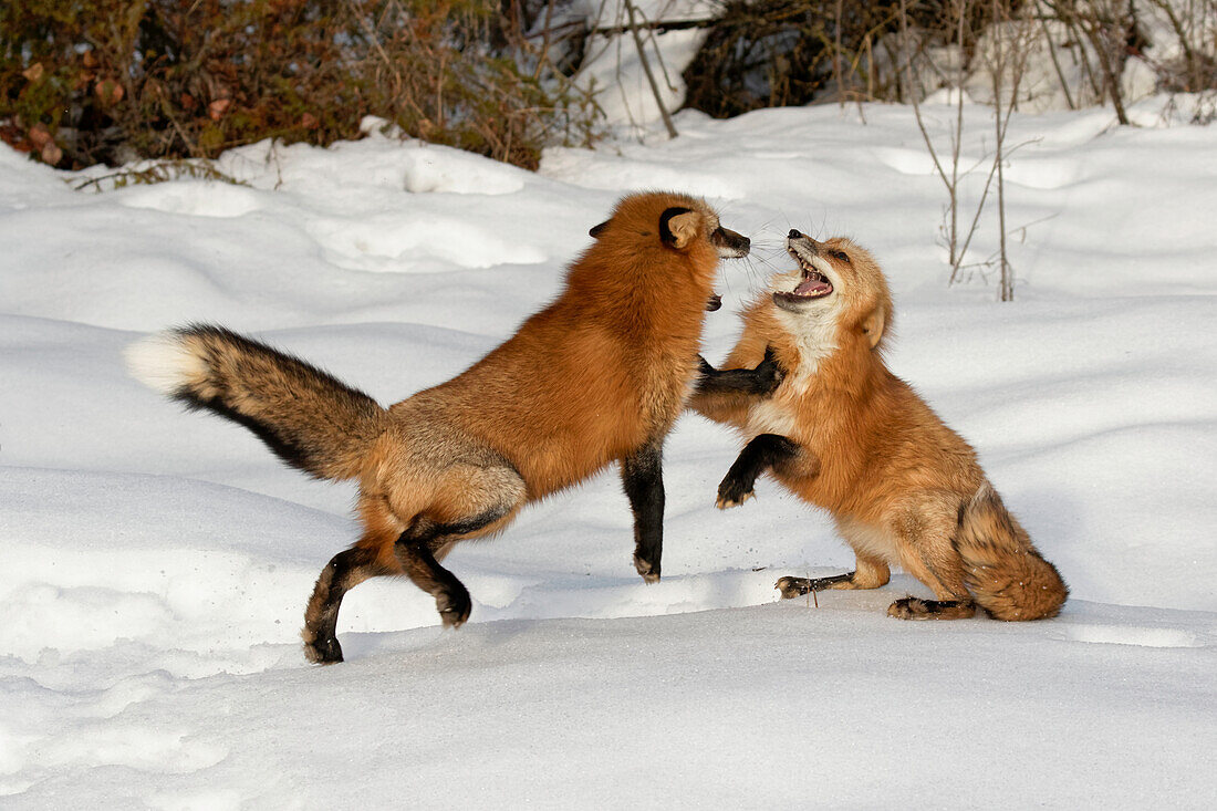 Rotfüchse kämpfen im Winter, (Captive) Montana, Vulpes Vulpes