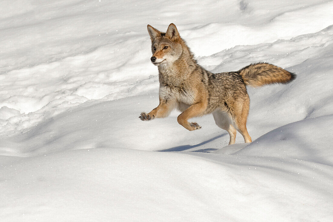 Captive coyote running on snow, Montana