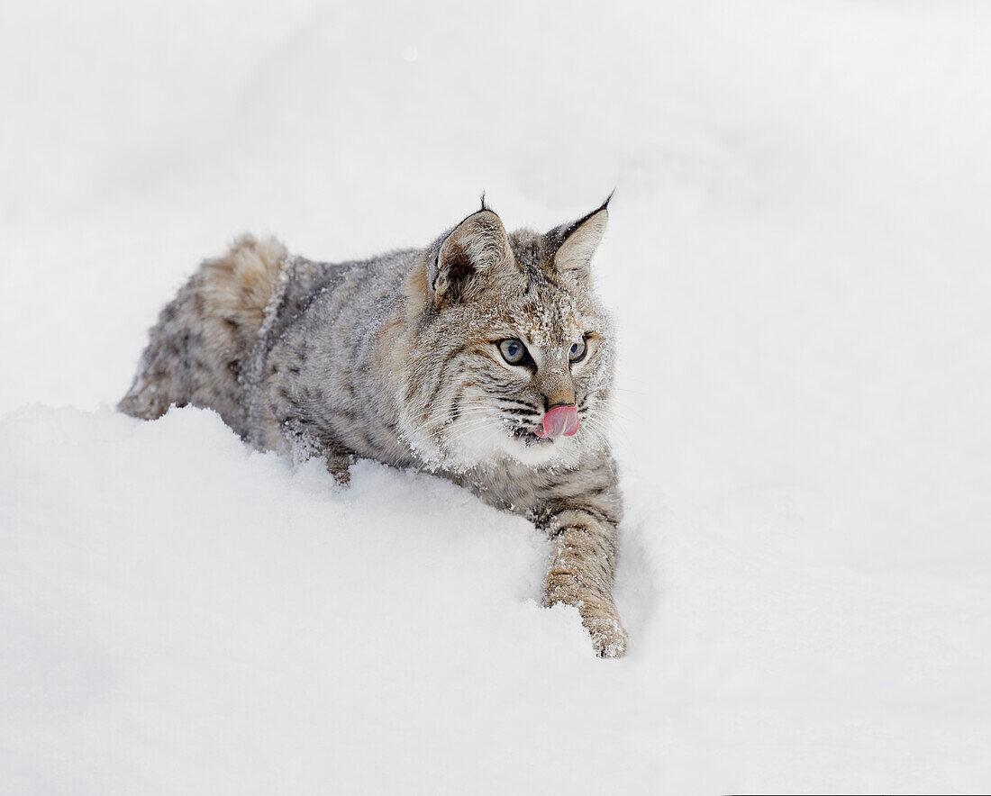Rotluchs im Schnee, Lynx rufus, kontrollierte Situation, Montana